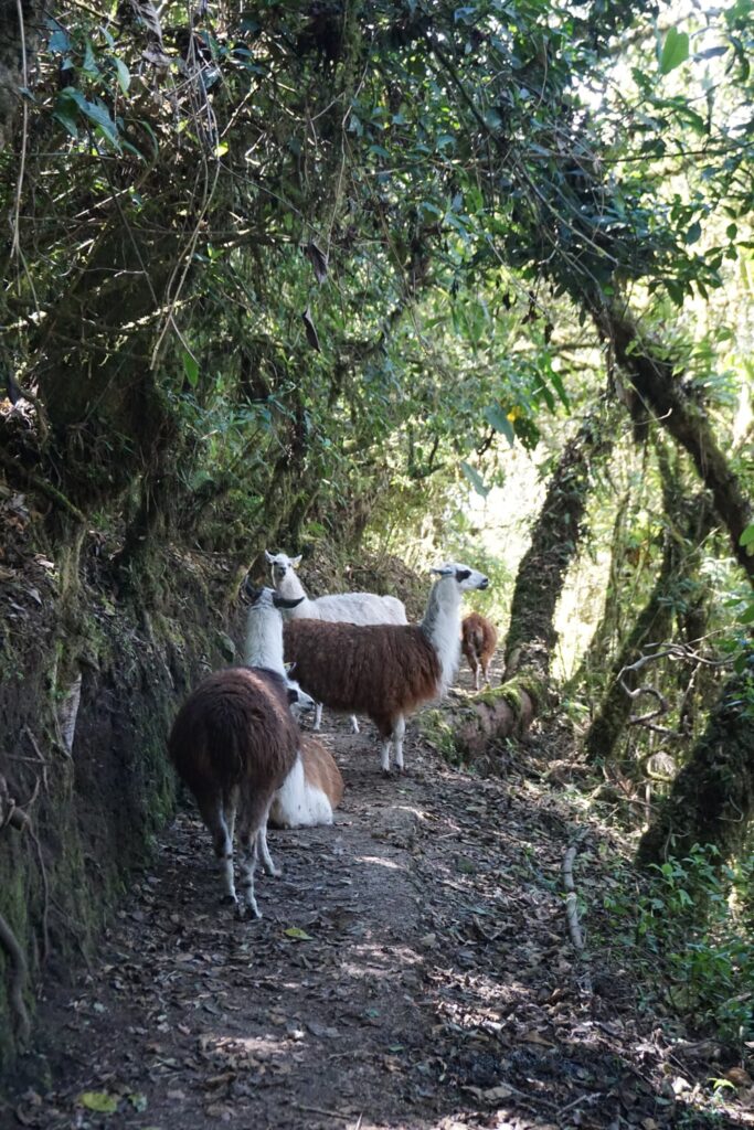 Machu Picchu: het iconische einde van de Inca Trail | Reisverslag Peru #10 | Peru 2018 Een groep lamas blokkeert het pad