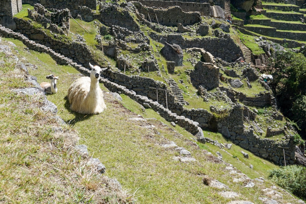 Machu Picchu: het iconische einde van de Inca Trail | Reisverslag Peru #10 | Peru 2018 Ronddwalen in het prachtige Machu Picchu