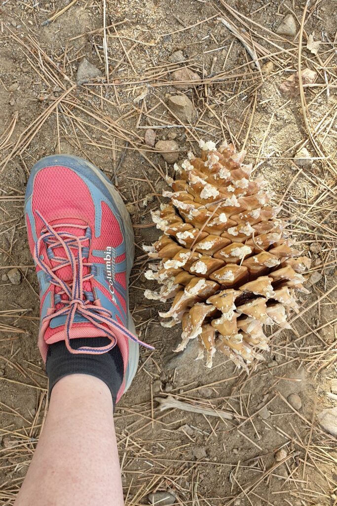 Dennenappel zo groot als mijn voet