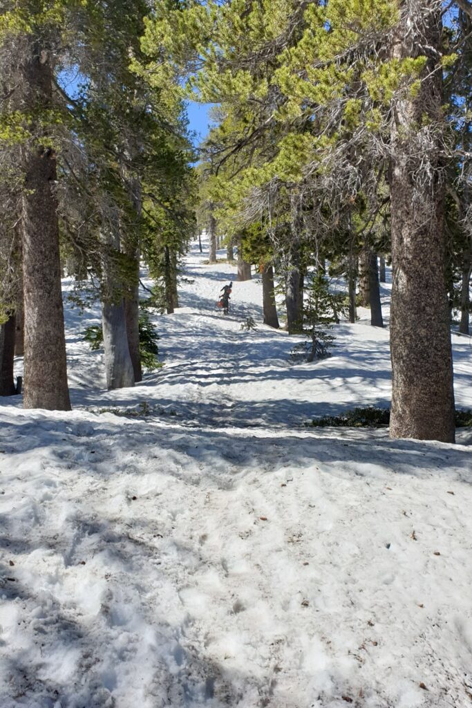 PCT week 5: van Wrightwood naar Acton, mijn eindpunt | Reisverslag Amerika 2019 | Amerika 2019 Beklimming van Mount Baden Powell