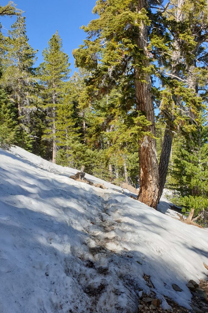 PCT week 5: van Wrightwood naar Acton, mijn eindpunt | Reisverslag Amerika 2019 | Amerika 2019 Beklimming van Mount Baden Powell