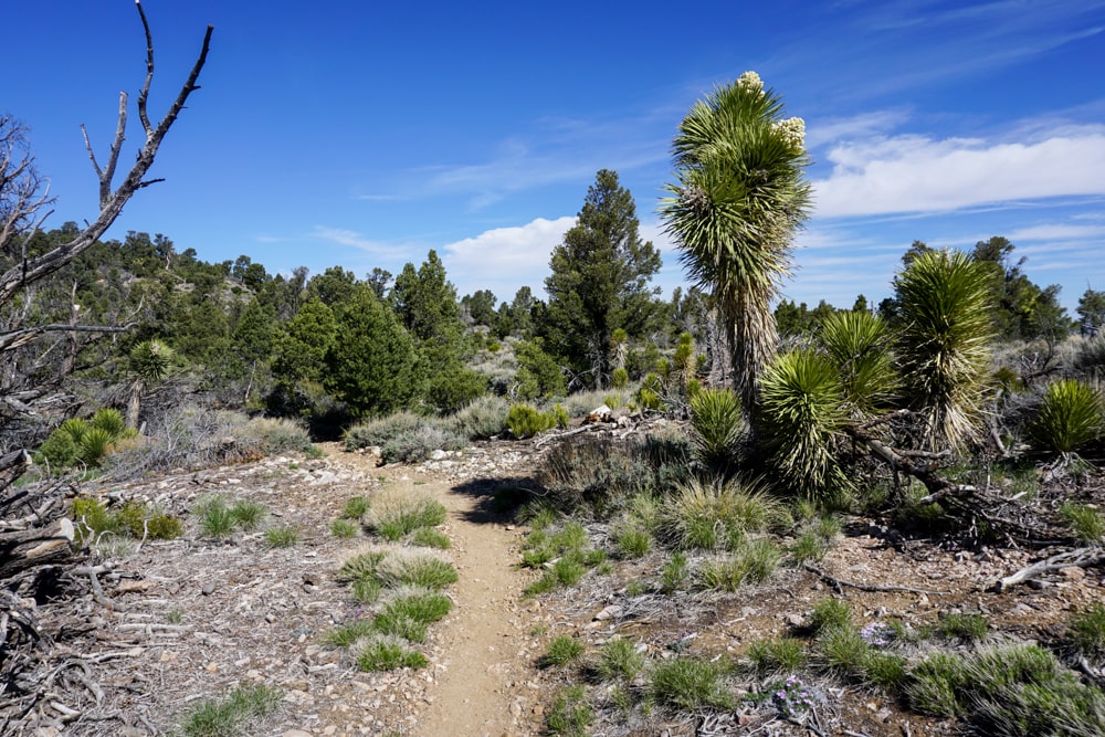 PCT week 4: van Big Bear Lake naar Wrightwood | Reisverslag Amerika 2019 | Amerika 2019 Terug op de PCT na Big Bear Lake