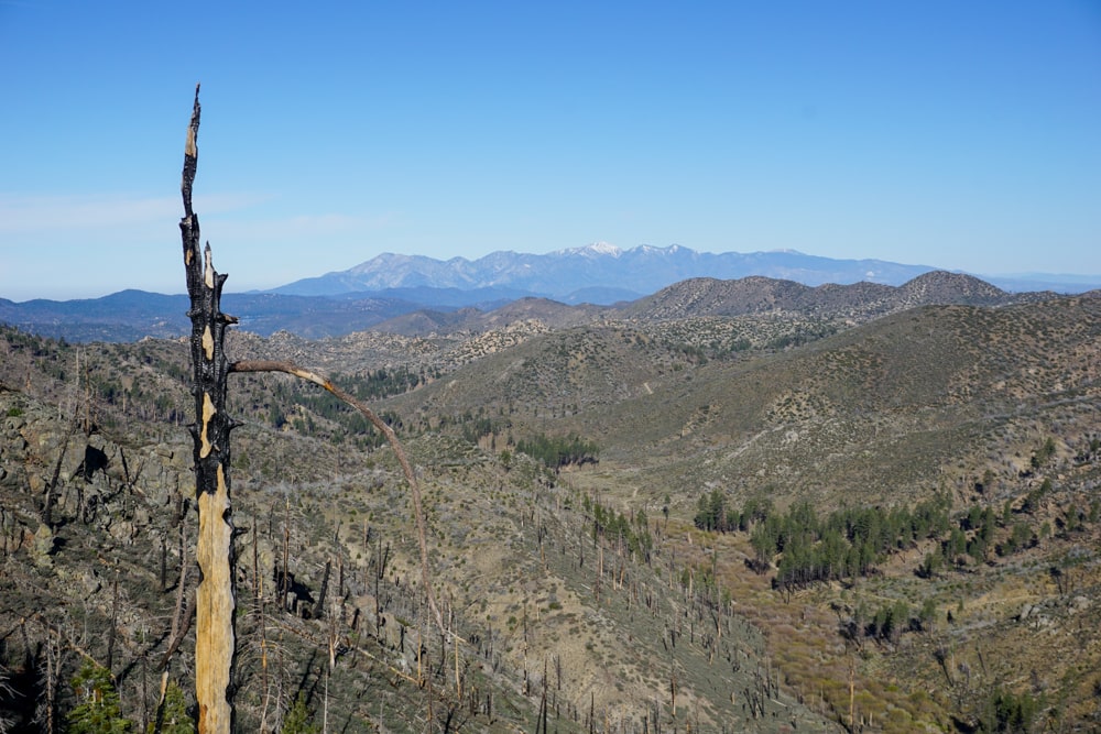 PCT week 4: van Big Bear Lake naar Wrightwood | Reisverslag Amerika 2019 | Amerika 2019 Wandelen op de PCT