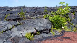 Hawaii_ The Big Island, waar de lava overal te zien is _ Reisverslag Amerika 2019