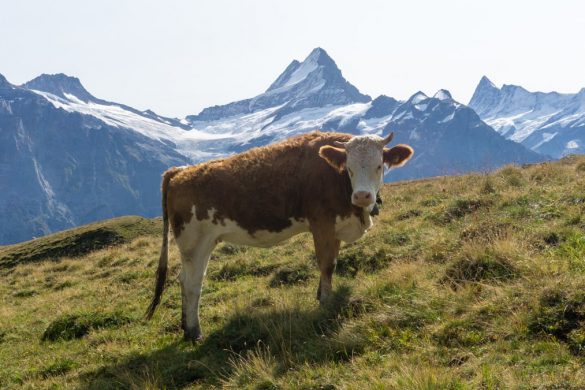 Bucket list - de mooiste plekken in Zwitserland