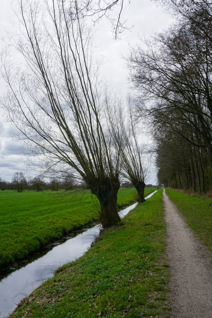 Wandeling van Dokkum naar Veenwouden | Wandelverslag Friese Woudenpad | Wandelverslag Friese Woudenpad Langs de knotwilgen wandel ik Damwoude weer uit