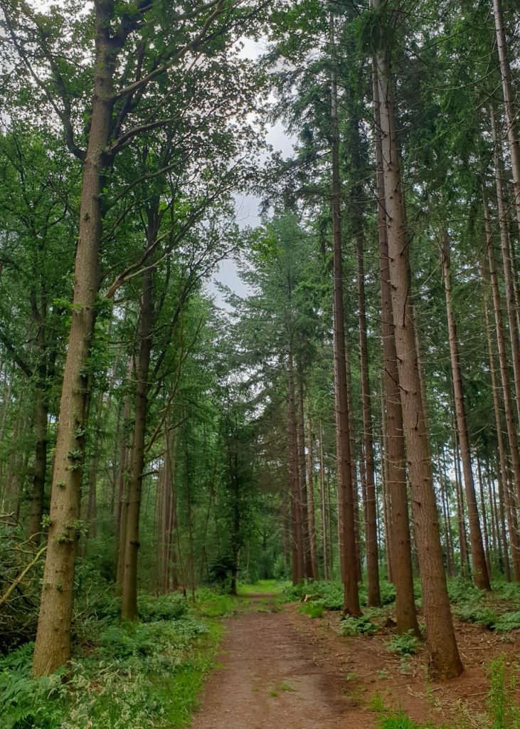 Wandeling van Boijl naar Steenwijk | Wandelverslag Friese Woudenpad #6 | Wandelverslag Friese Woudenpad Terug in het bos