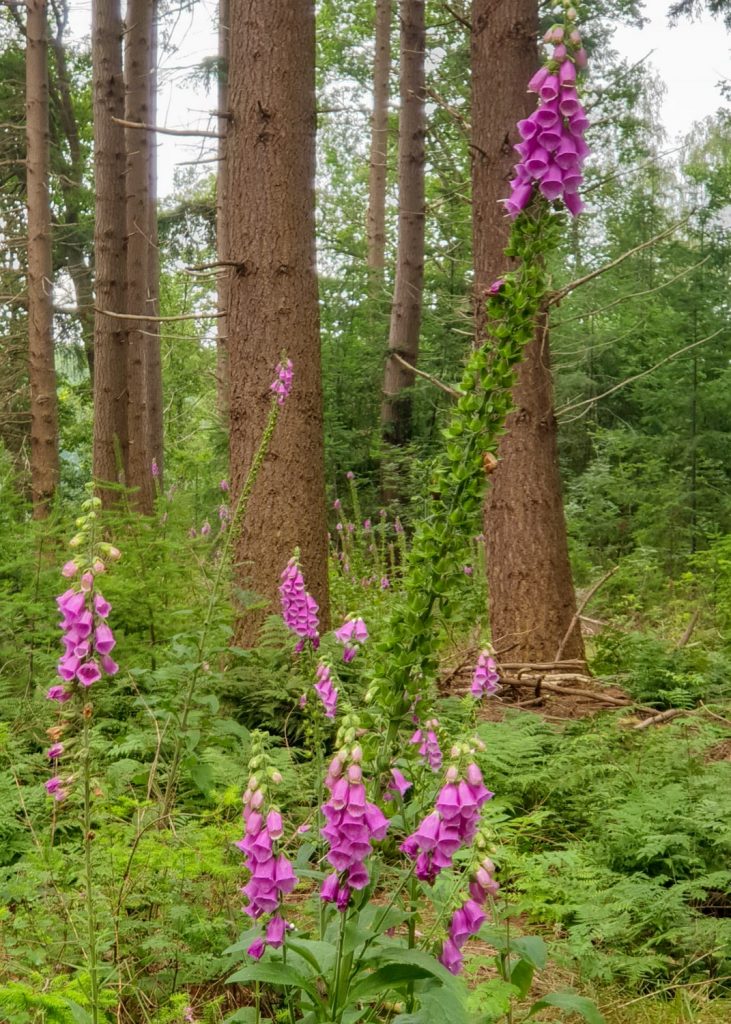 Wandeling van Boijl naar Steenwijk | Wandelverslag Friese Woudenpad #6 | Wandelverslag Friese Woudenpad Terug in het bos