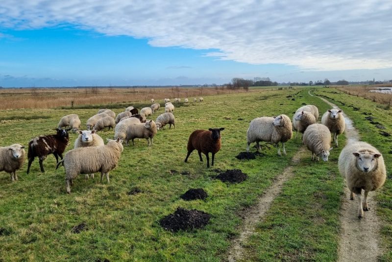 Roots Natuurpad: wandel over het langste natuurpad van Nederland