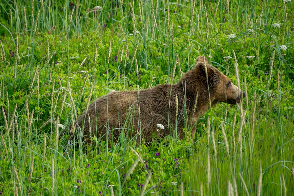 De eerste beer in Alaska! - Reisverslag Canada & Amerika #5 | Canada en Amerika 2024 Grizzlybeer in Alaska bij Valdez
