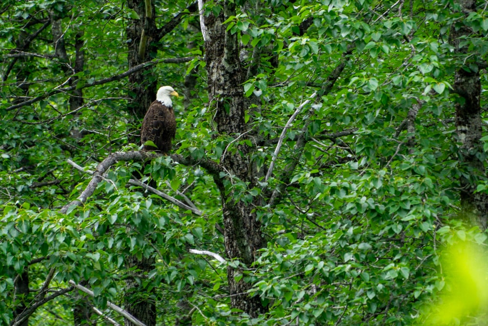 De eerste beer in Alaska! - Reisverslag Canada & Amerika #5 | Canada en Amerika 2024 Wandelen in Valdez