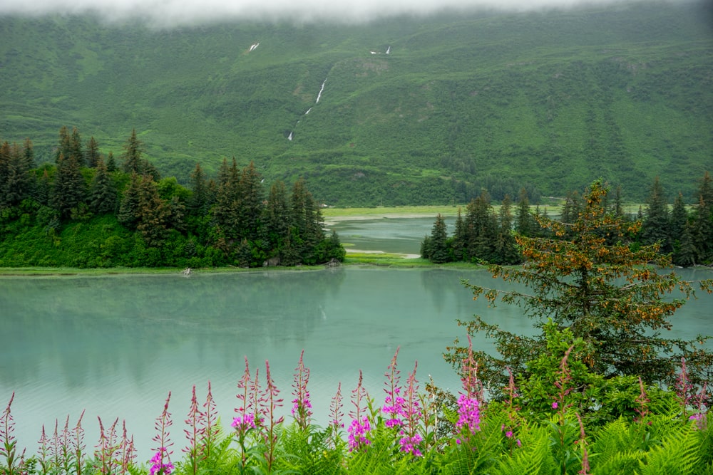 De eerste beer in Alaska! - Reisverslag Canada & Amerika #5 | Canada en Amerika 2024 Wandelen in Valdez