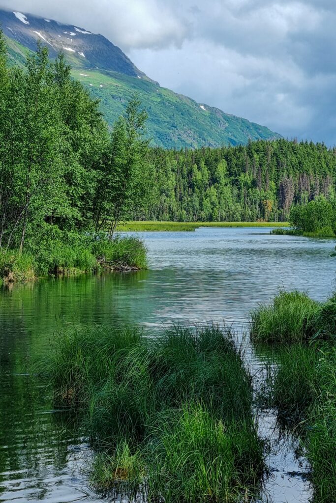 De eerste beer in Alaska! - Reisverslag Canada & Amerika #5 | Canada en Amerika 2024 Eindelijk zon in Alaska