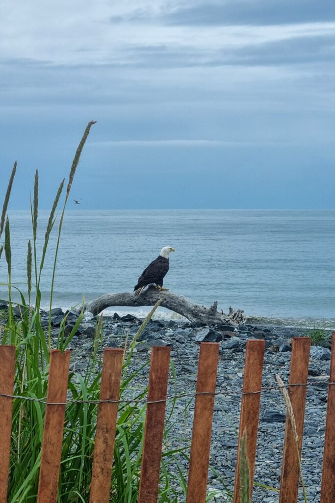 Bald Eagle in Deep Creek State Recreation Area