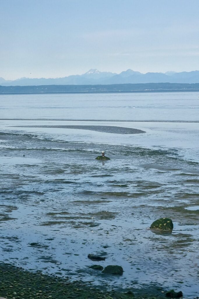 Bald Eagle gespot vanuit de trein van Seattle naar Vancouver