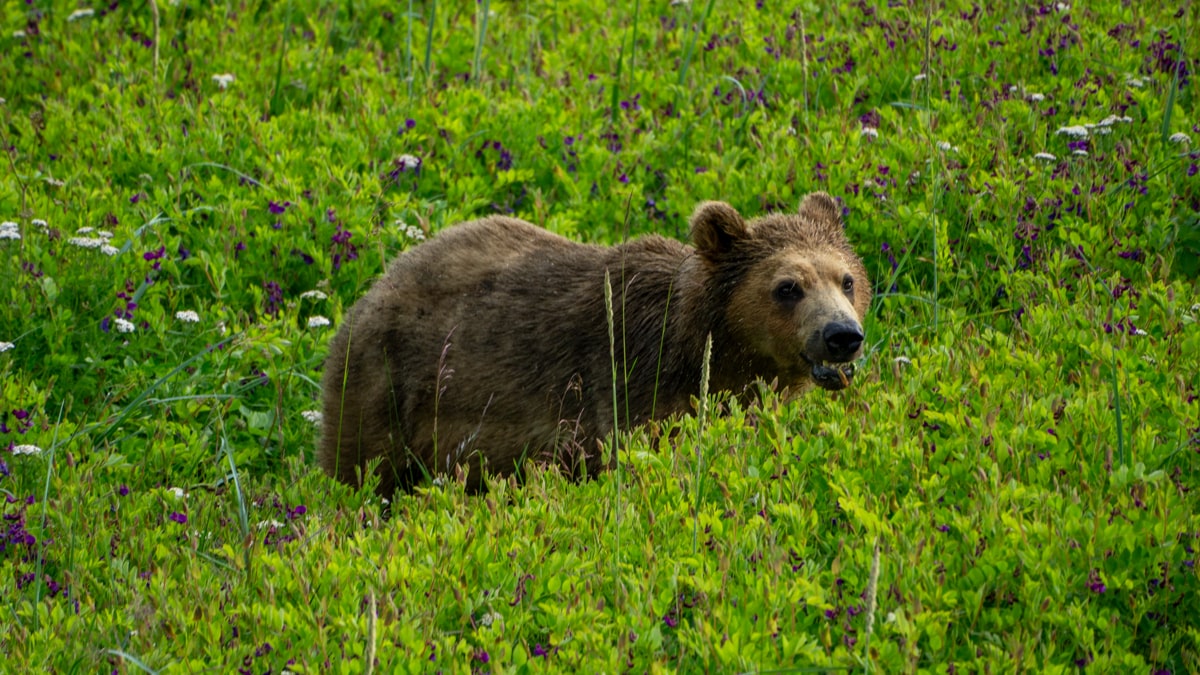 De eerste beer in Alaska! - Reisverslag Canada & Amerika #5