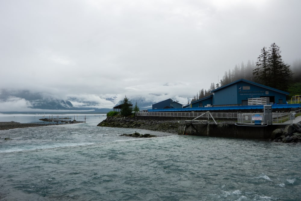 16 best things to do in Valdez Alaska + fun hiking trails | Alaska, United States The Solomon Gulch Hatchery
