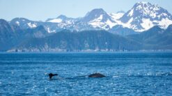 Ontdek Kenai Fjords National Park_ een van de mooiste plekken in Alaska