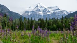 Mount Robson Provincial Park_ de hoogste berg in de Canadian Rockies