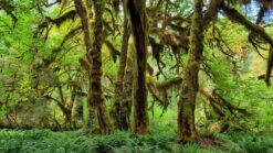 Olympic National Park bezoeken_ handige tips & de leukste hikes