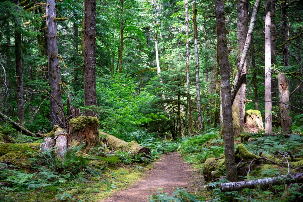 North Cascades National Park bezoeken: praktische tips en mooie wandelingen | Amerika, Noordwesten River Loop Trail - North Cascades