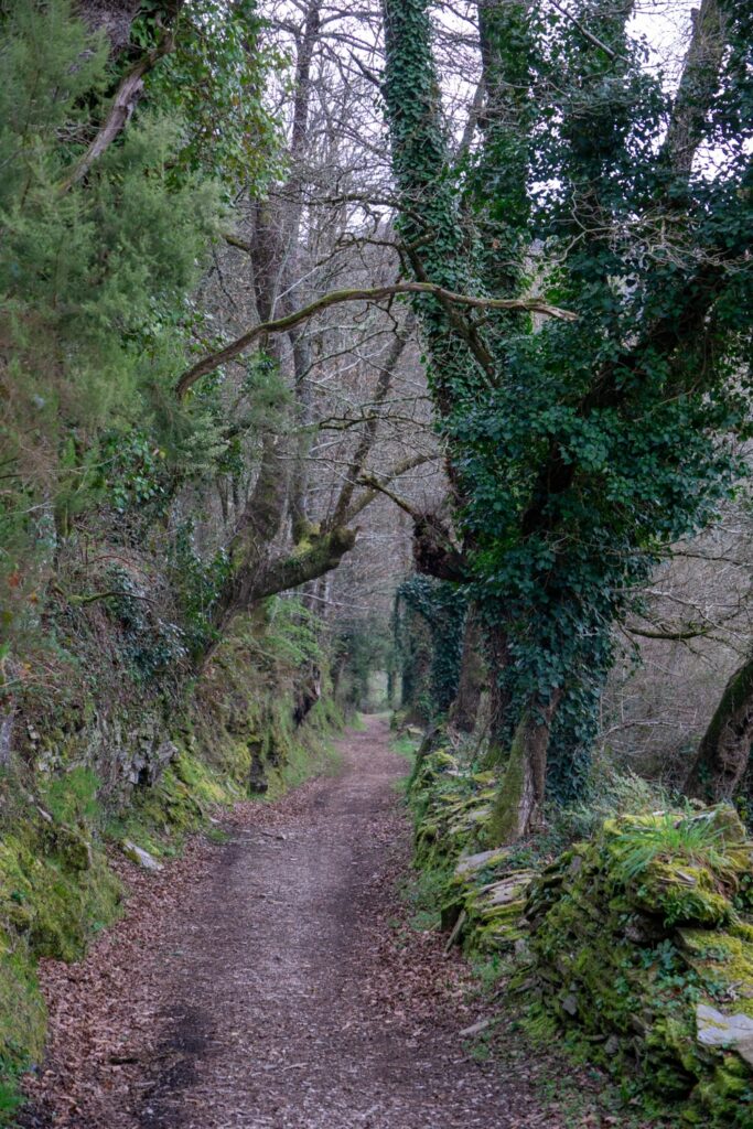 Camino Francés week 5: The emotional road to Santiago | Travel journal | Camino Frances 2025 Forest trail in Galicia