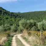 Camino Portugués #2_ klimmen, zweten en genieten tussen Tomar en Coimbra _ Reisverslag