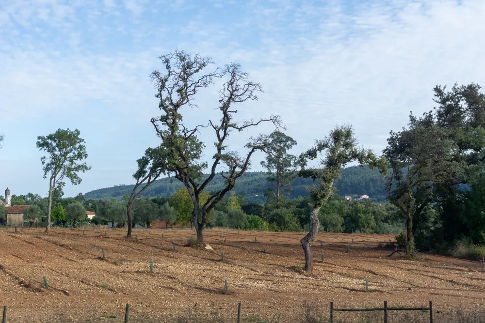 Camino Portugués #2: klimmen, zweten en genieten tussen Tomar en Coimbra | Reisverslag | Camino Portugues 2025 Camino Portugues landschap tussen Calvinos en Alviazere