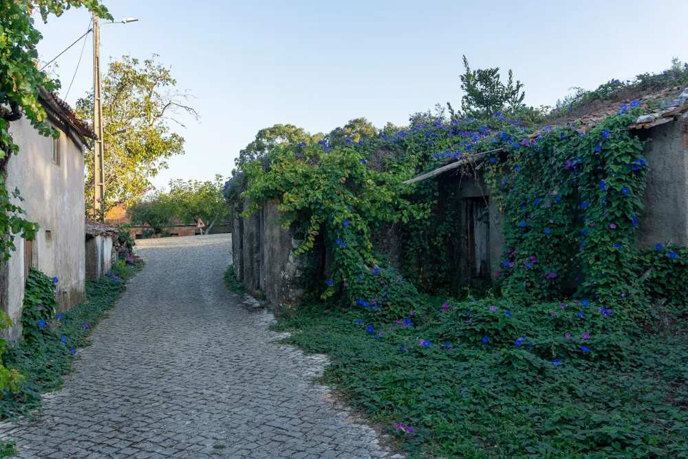 Camino Portugués #2: klimmen, zweten en genieten tussen Tomar en Coimbra | Reisverslag | Camino Portugues 2025 Dorpjes met huizen vol bloemen