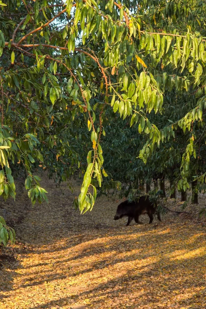 Camino Portugués #1: Alleen starten in Lissabon | Reisverslag | Camino Portugues 2025 Een wild zwijn op de Camino