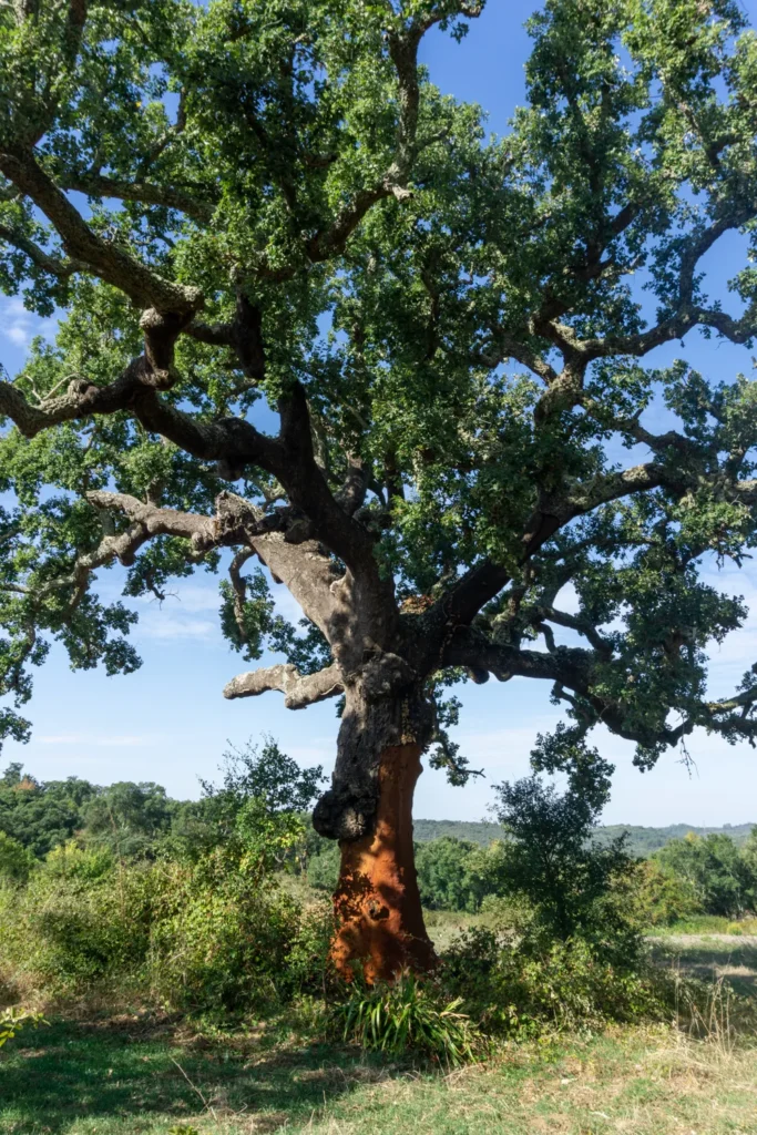 Camino Portugués #2: klimmen, zweten en genieten tussen Tomar en Coimbra | Reisverslag | Camino Portugues 2025 Kurkboom in Portugal