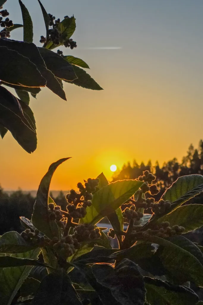 Camino Portugués #2: klimmen, zweten en genieten tussen Tomar en Coimbra | Reisverslag | Camino Portugues 2025 Ochtend op de Camino Portugues na Alvaiazere - Zonsopkomst