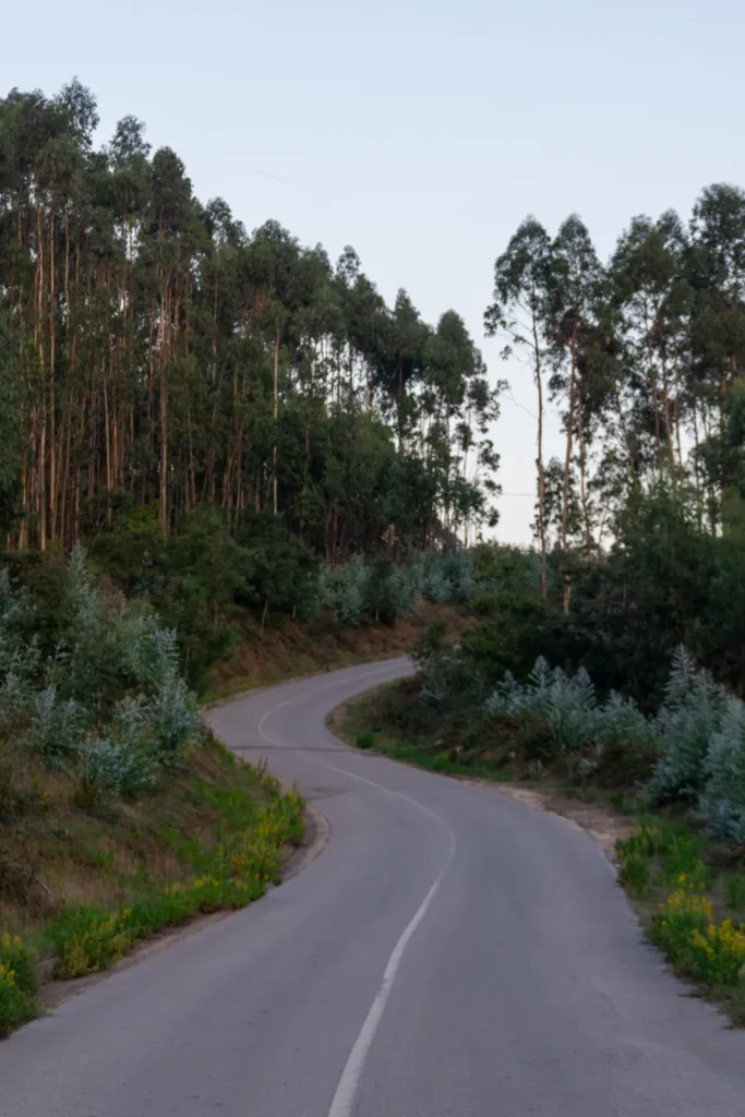 Camino Portugués #2: klimmen, zweten en genieten tussen Tomar en Coimbra | Reisverslag | Camino Portugues 2025 Ochtend op de Camino Portugues na Alvaiazere