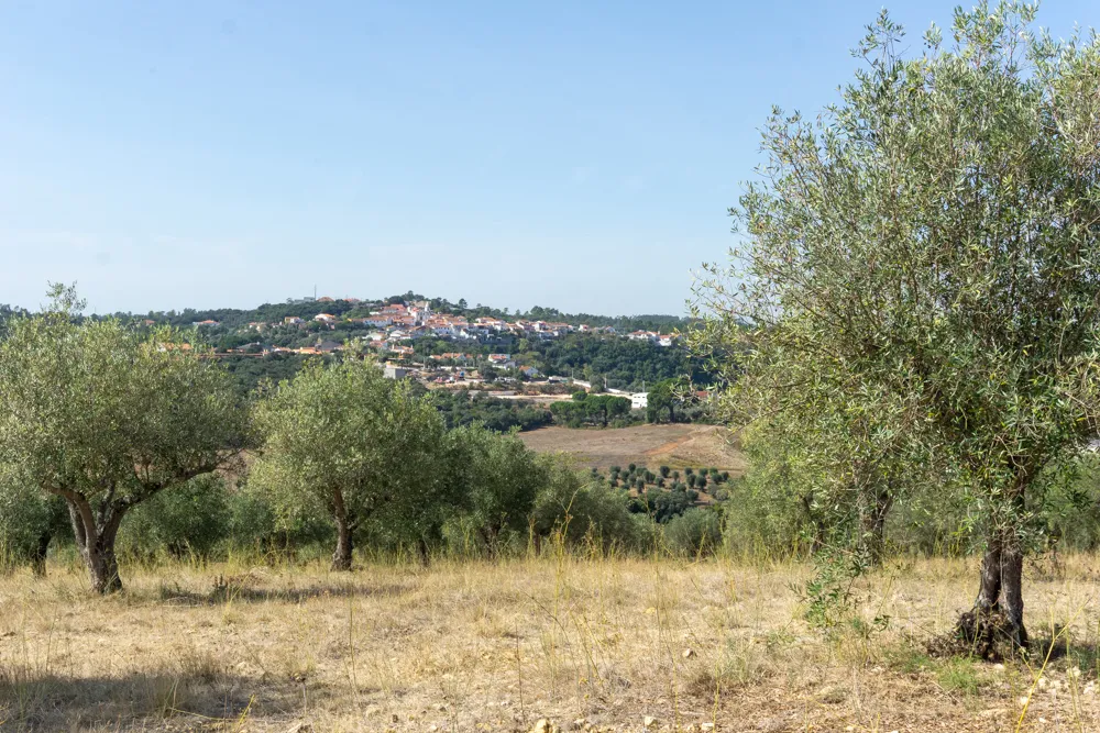 Camino Portugués #2: klimmen, zweten en genieten tussen Tomar en Coimbra | Reisverslag | Camino Portugues 2025 Olijfbomen langs de Camino Portugues bij Tomar