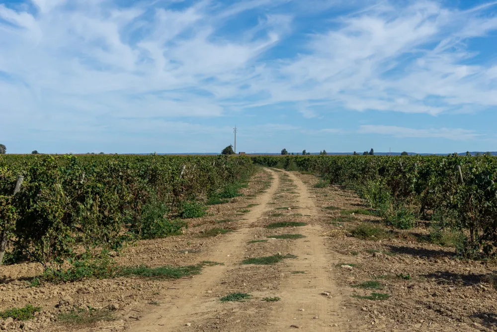 Camino Portugués #1: Alleen starten in Lissabon | Reisverslag | Camino Portugues 2025 Tussen de wijngaarden na Santarem