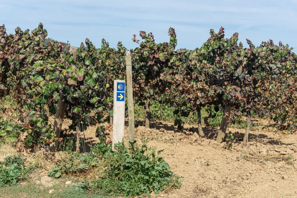 Camino Portugués #1: Alleen starten in Lissabon | Reisverslag | Camino Portugues 2025 Tussen de wijngaarden na Santarem