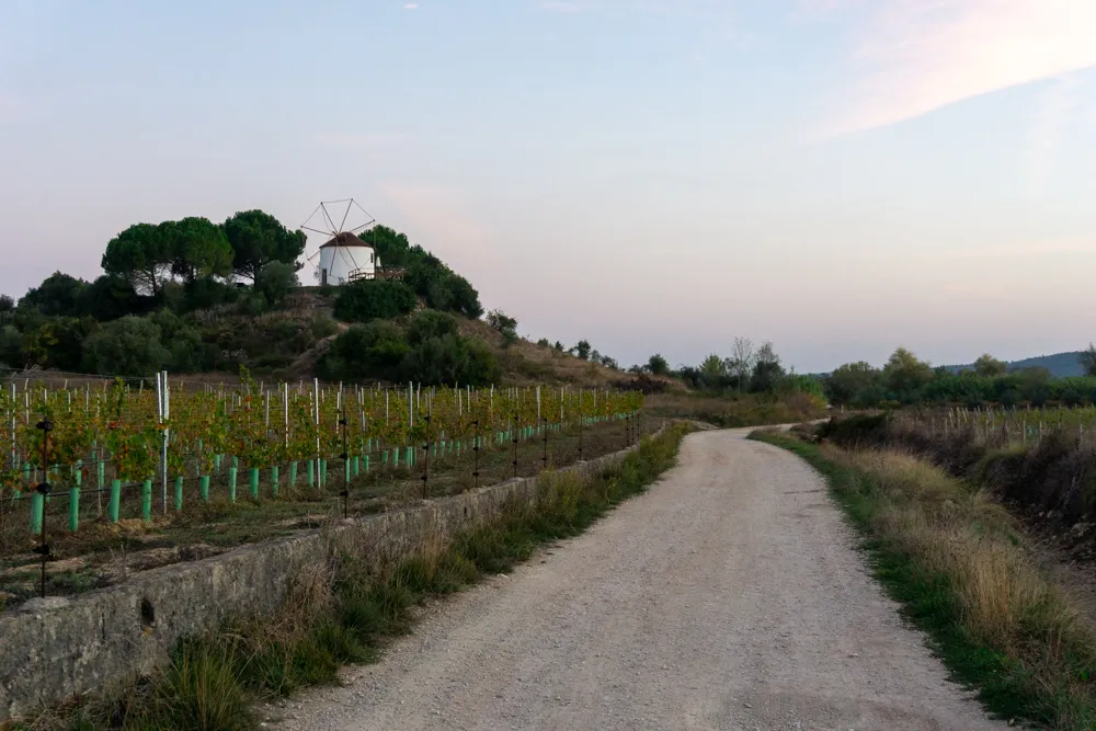 Camino Portugués #2: klimmen, zweten en genieten tussen Tomar en Coimbra | Reisverslag | Camino Portugues 2025 Witte molen langs de Camino Portugues