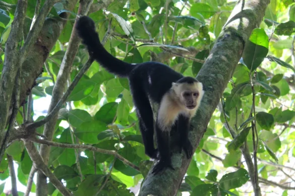 Paklijst Costa Rica_ dingen die je absoluut niet mag vergeten